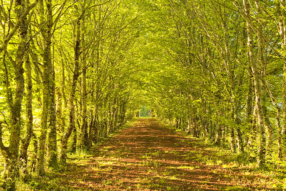 An avenue of trees in the Dordogne area of France, Europe