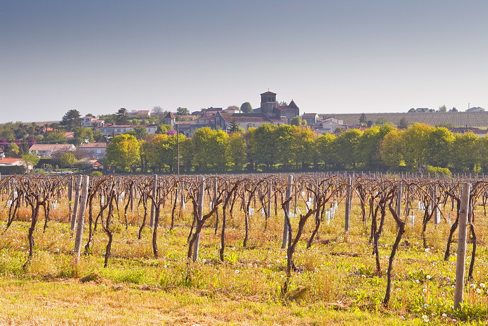 Cognac vineyards near to the village of Juillac le Coq, Charente, France, Europe 