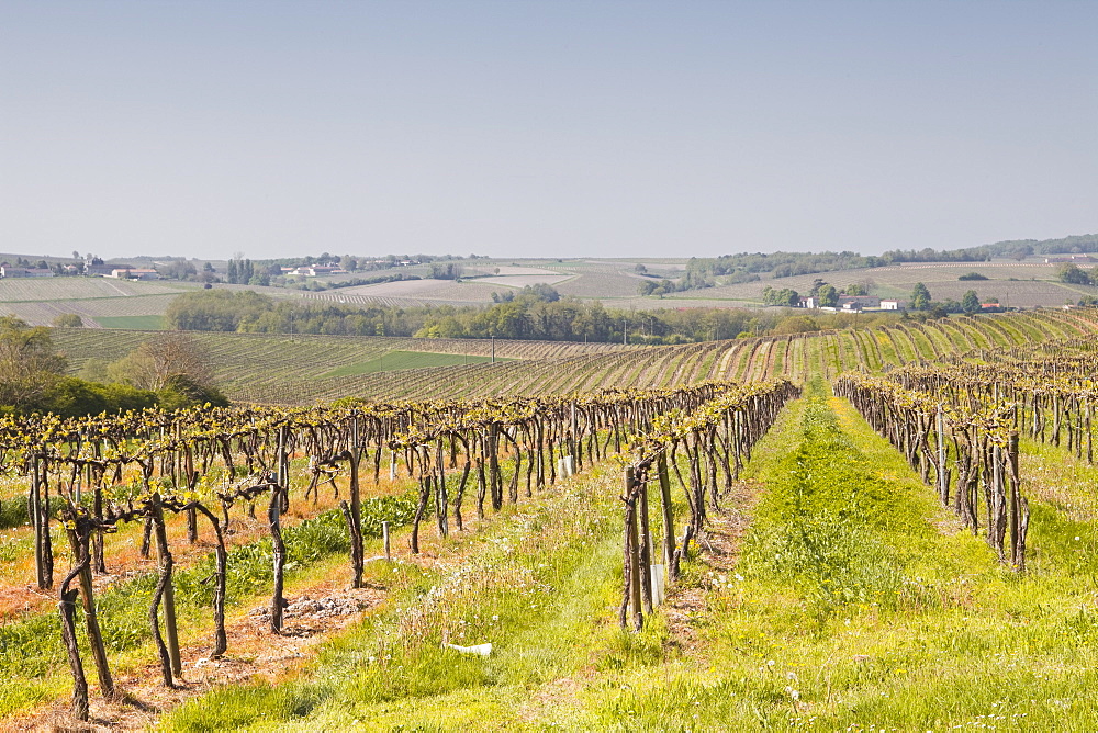 Vineyards in the Cognac area of France, Charente Maritime, France, Europe 