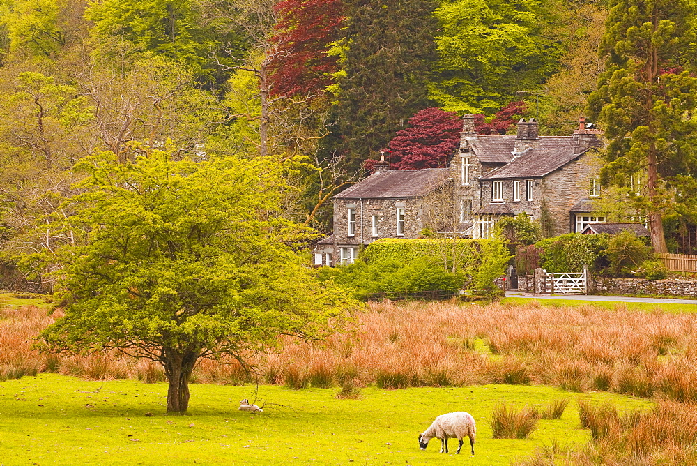 A house amongst the woodland near to Ambleside in the Lake District National Park, Cumbria, England, United Kingdom, Europe