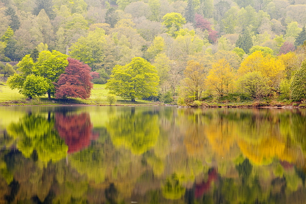 Trees reflected in the still waters of Grasmere in the Lake District National Park, Cumbria, England, United Kingdom, Europe