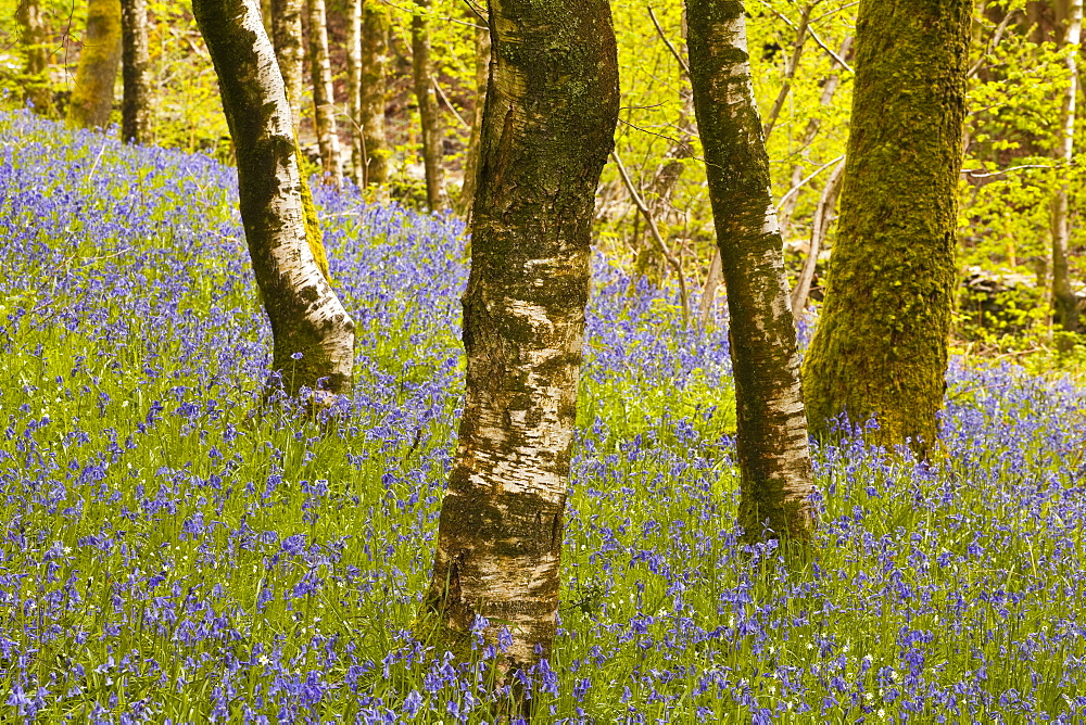 Bluebells in Millers Wood near to Colton in the Lake District National Park, Cumbria, England, United Kingdom, Europe 