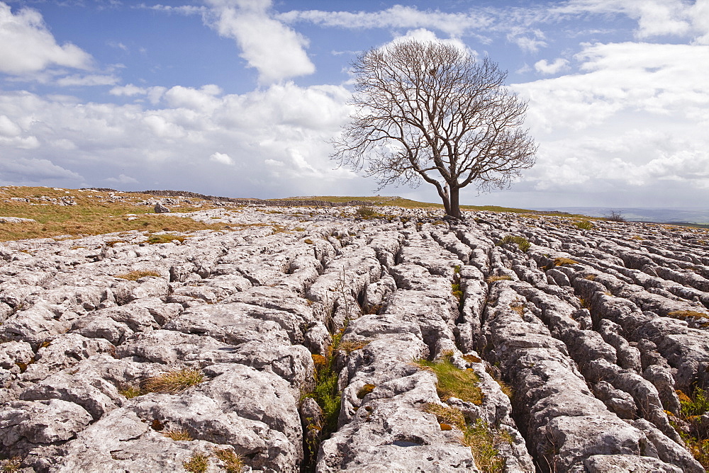 An old and twisted tree in a limestone pavement near to Malham in the Yorkshire Dales, Yorkshire, England, United Kingdom, Europe 