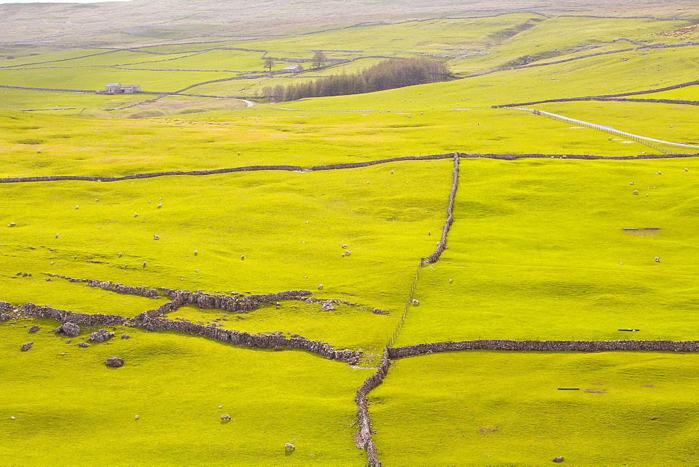 Typical Yorkshire Dales countryside, Yorkshire, England, United Kingdom, Europe 