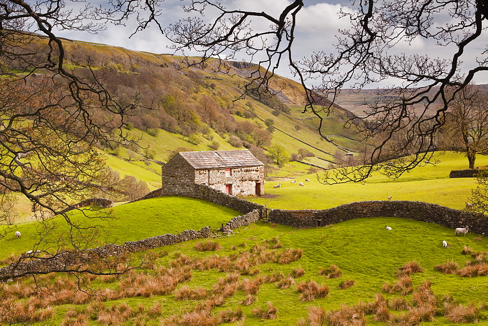 Stone barn in the Swaledale area of the Yorkshire Dales National Park, Yorkshire, England, United Kingdom, Europe 