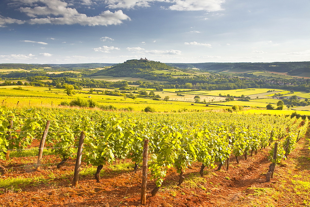 Vineyards near to the Beaux Village de France of Vezelay in the Yonne area, Burgundy, France, Europe 