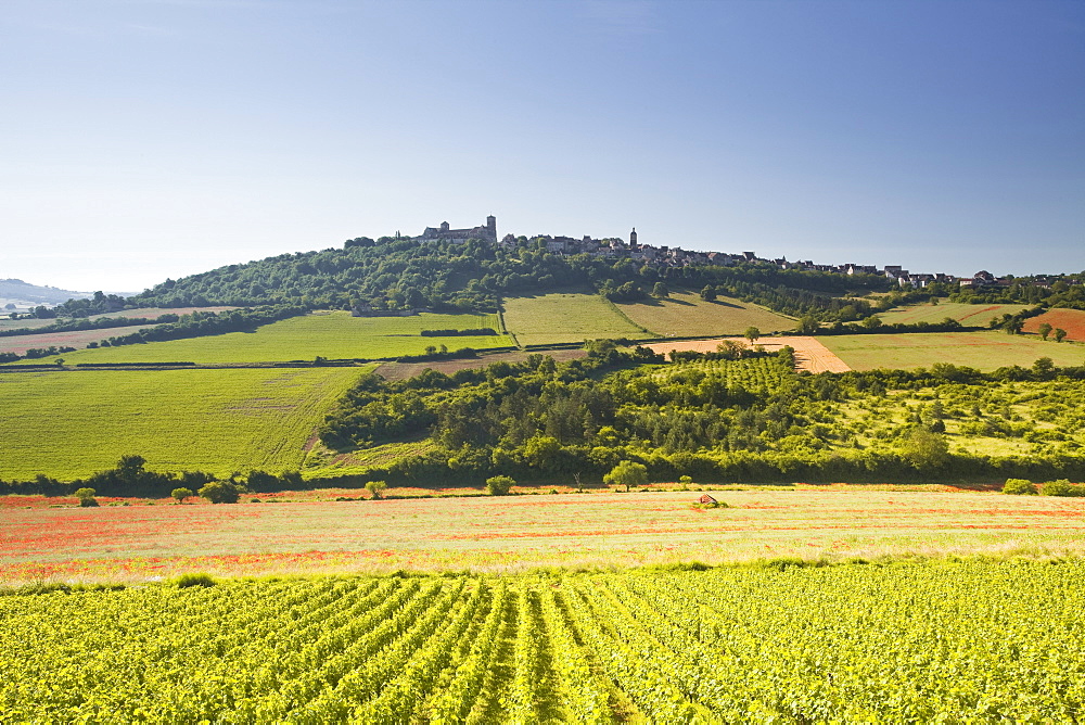 Vineyards near to the hilltop village of Vezelay in the Yonne area of Burgundy, France, Europe