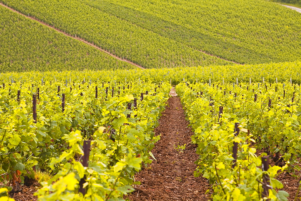 Champagne vineyards near to Les Riceys in the Cote des Bar area of the Aube department, Champagne-Ardennes, France, Europe