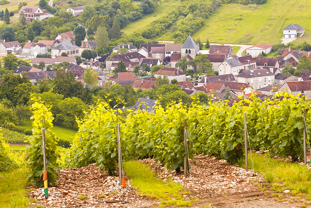 Champagne vineyards near to Balnot-sur-Laignes in the Cote des Bar area of the Aube department, Champagne-Ardennes, France, Europe 