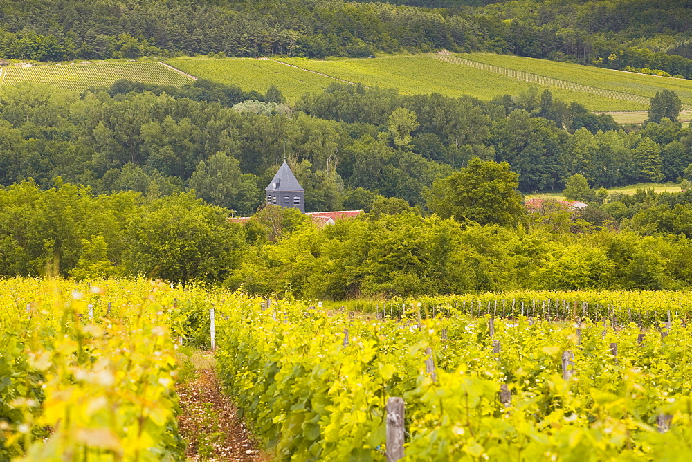 Champagne vineyards above the village of Chervey in the Cote des Bar area of Aube, Champagne-Ardennes, France, Europe