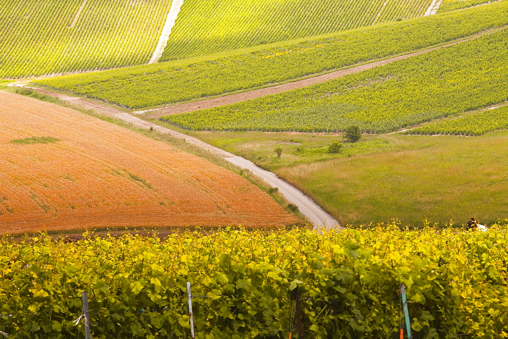 Champagne vineyards in the Cote des Bar area of Aube, Champagne-Ardennes, France, Europe