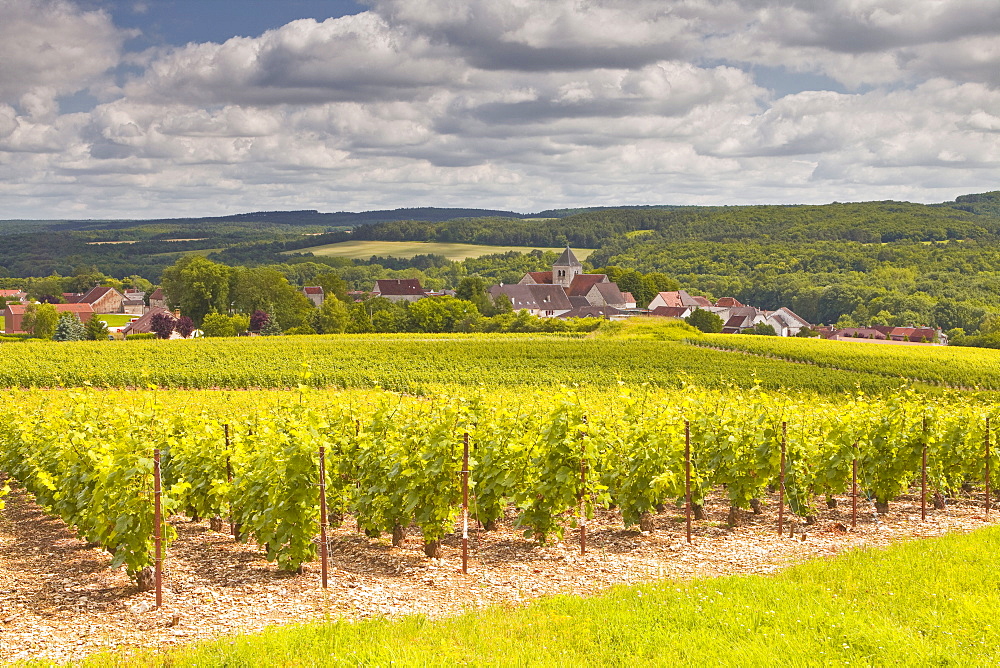 Champagne vineyards above the village of Landreville in the Cote des Bar area of Aube, Champagne-Ardennes, France, Europe