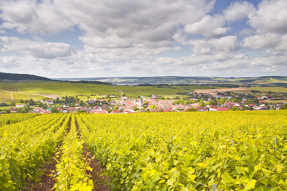 Champagne vineyards above the village of Baroville in the Cote des Bar area of Aube, Champagne-Ardennes, France, Europe