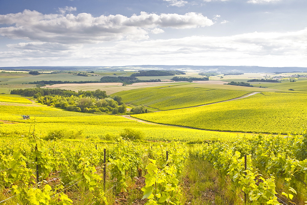 Champagne vineyards in the Cote des Bar area of Aube, Champagne-Ardenne, France, Europe