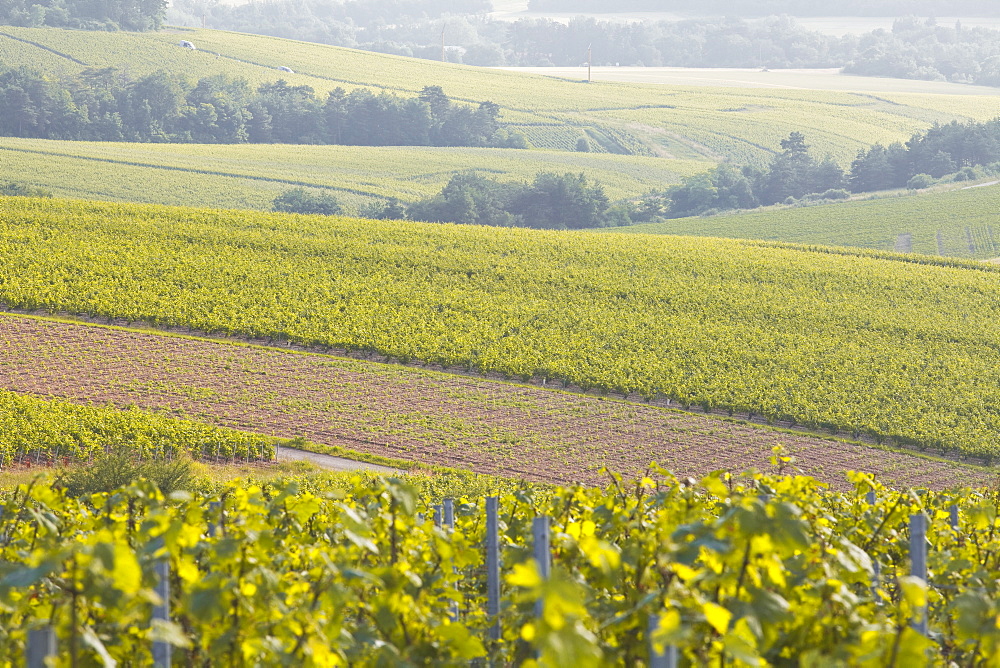 Champagne vineyards in the Cote des Bar area of the Aube department near to Les Riceys, Champagne-Ardennes, France, Europe 