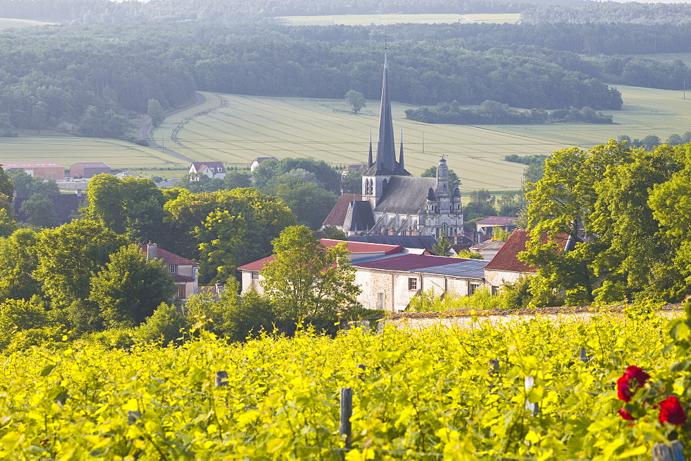 Champagne vineyards in the Cote des Bar area of the Aube department near to Les Riceys, Champagne-Ardennes, France, Europe 