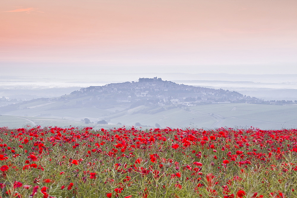 A colourful display of poppies above the village of Sancerre in the Loire Valley, Cher, Centre, France, Europe 