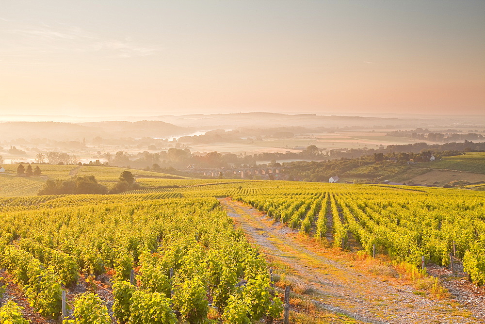 The vineyards of Sancerre in the Loire Valley, Cher, Centre, France, Europe 