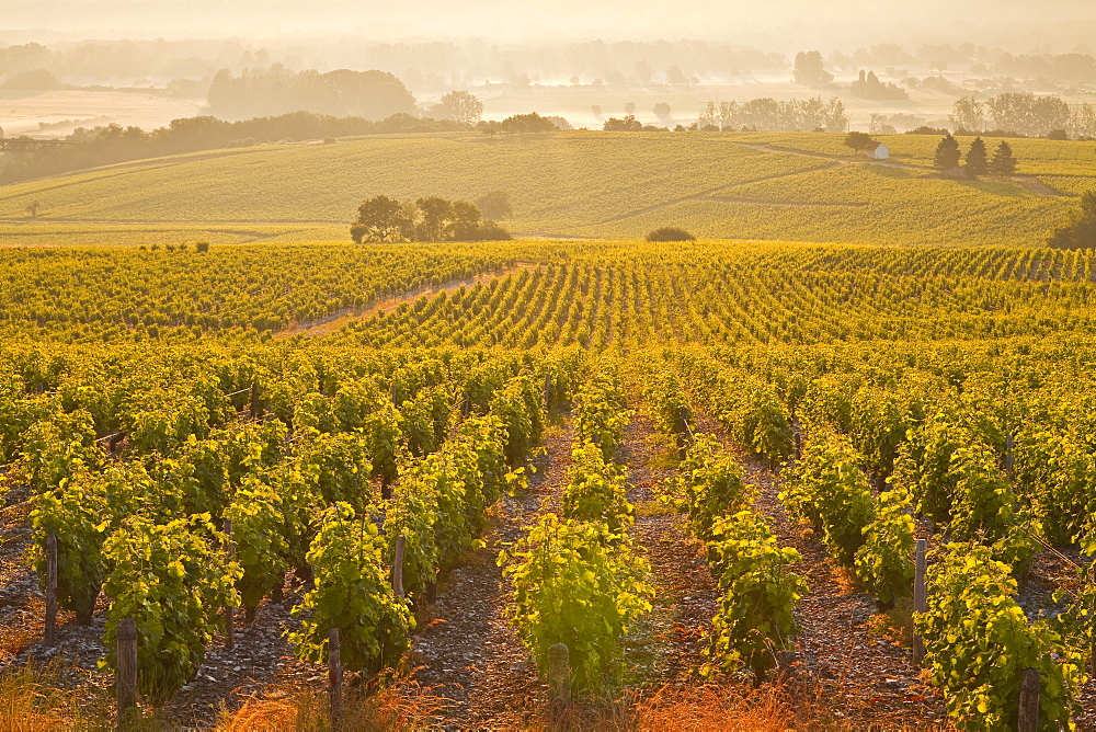 The vineyards of Sancerre in the Loire Valley, Cher, Centre, France, Europe 