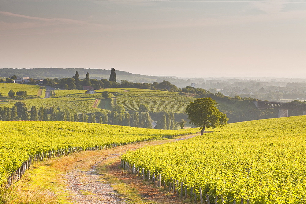 The vineyards of Sancerre in the Loire Valley, Cher, Centre, France, Europe 