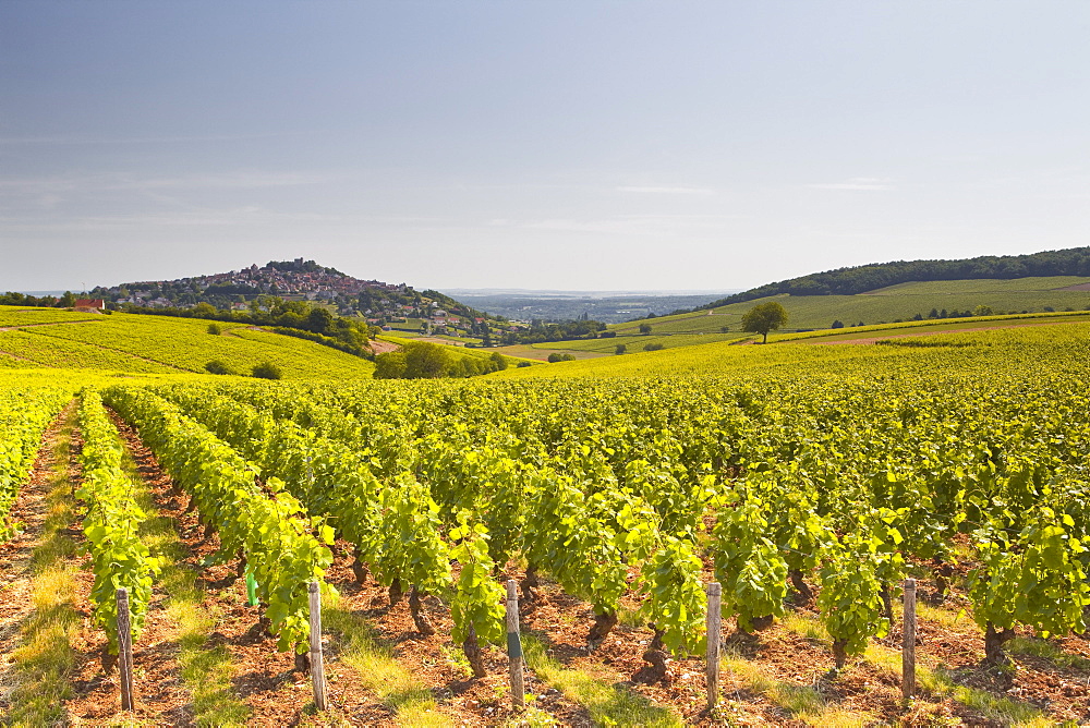 The vineyards of Sancerre in the Loire Valley, Cher, Centre, France, Europe 