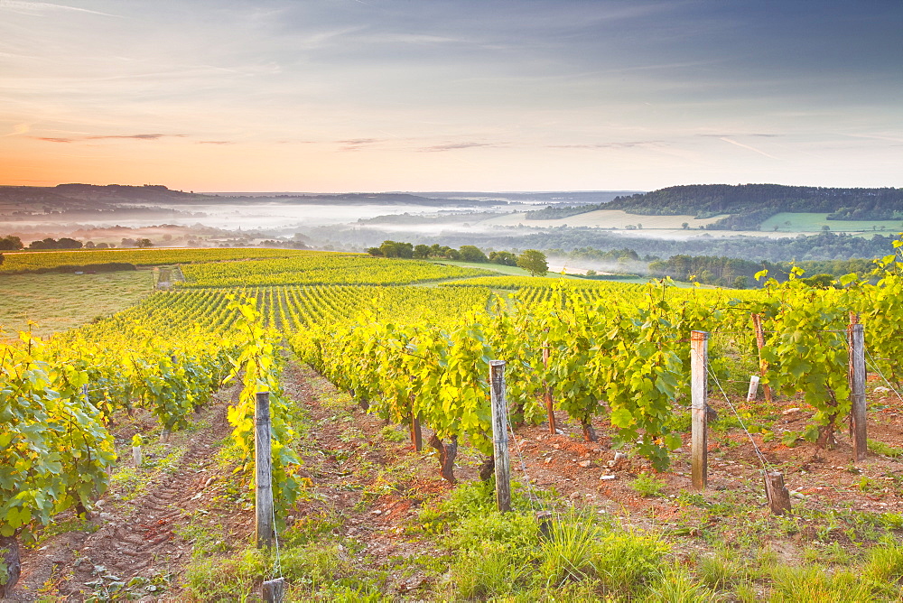 Vineyards near to Vezelay during a misty dawn, Burgundy, France, Europe 