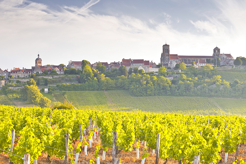 Vineyards below the hilltop village of Vezelay in Burgundy, France, Europe 