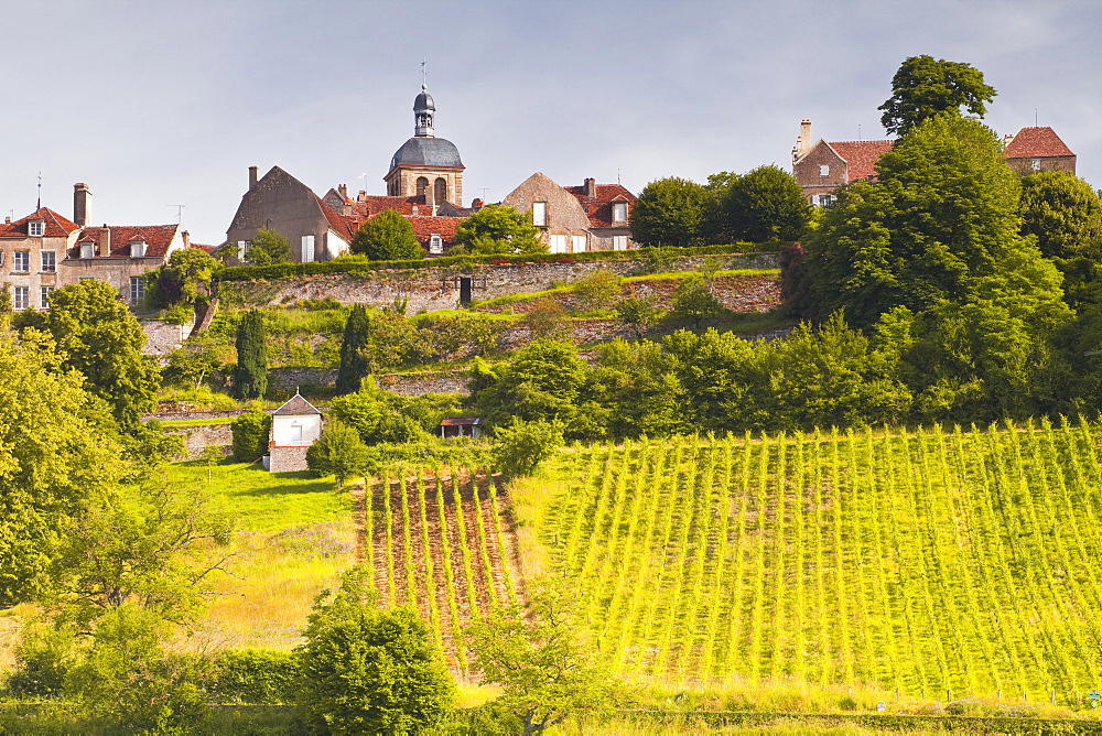 The vineyards of Le Clos below the hilltop village of Vezelay in Burgundy, France, Europe 