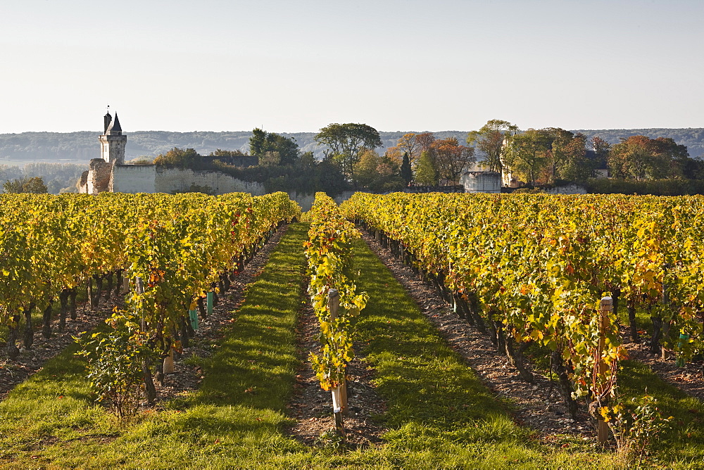 Vineyards near to the chateau of Chinon, Indre-et-Loire, Loire Valley, France, Europe