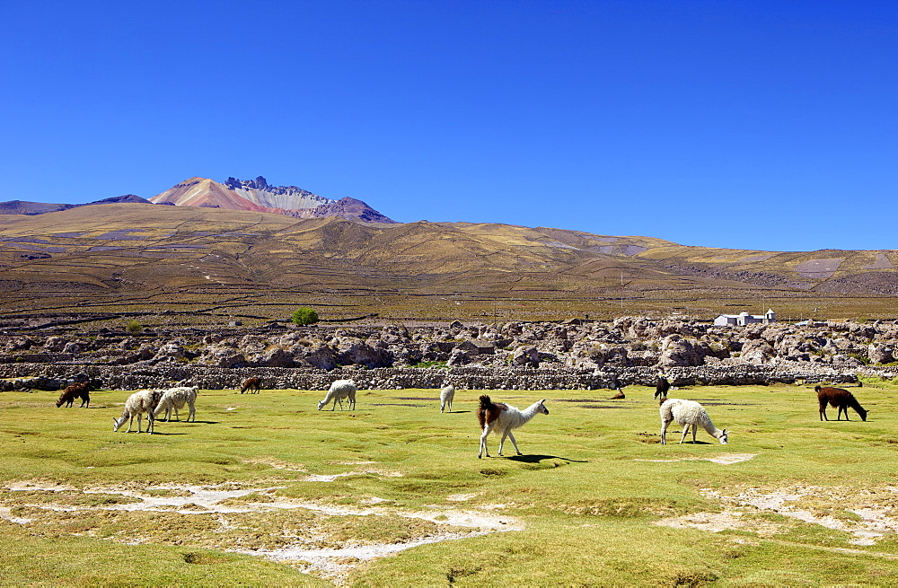 Llamas and alpacas grazing, Tunupa, Bolivia, South America