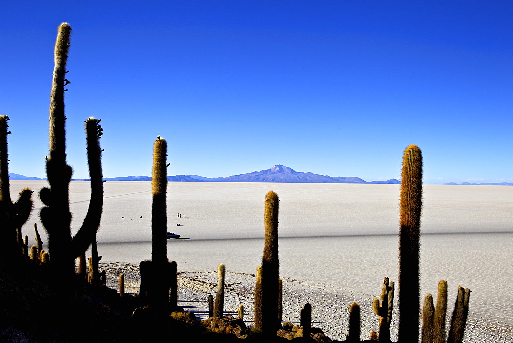 Cacti on Isla de los Pescadores, Volcan Tunupa and the salt flats, Salar de Uyuni, Southwest Highlands, Bolivia, South America