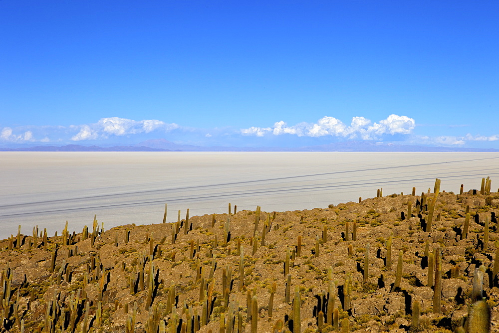 Cacti on Isla de los Pescadores and the salt flats, Salar de Uyuni, Southwest Highlands, Bolivia, South America