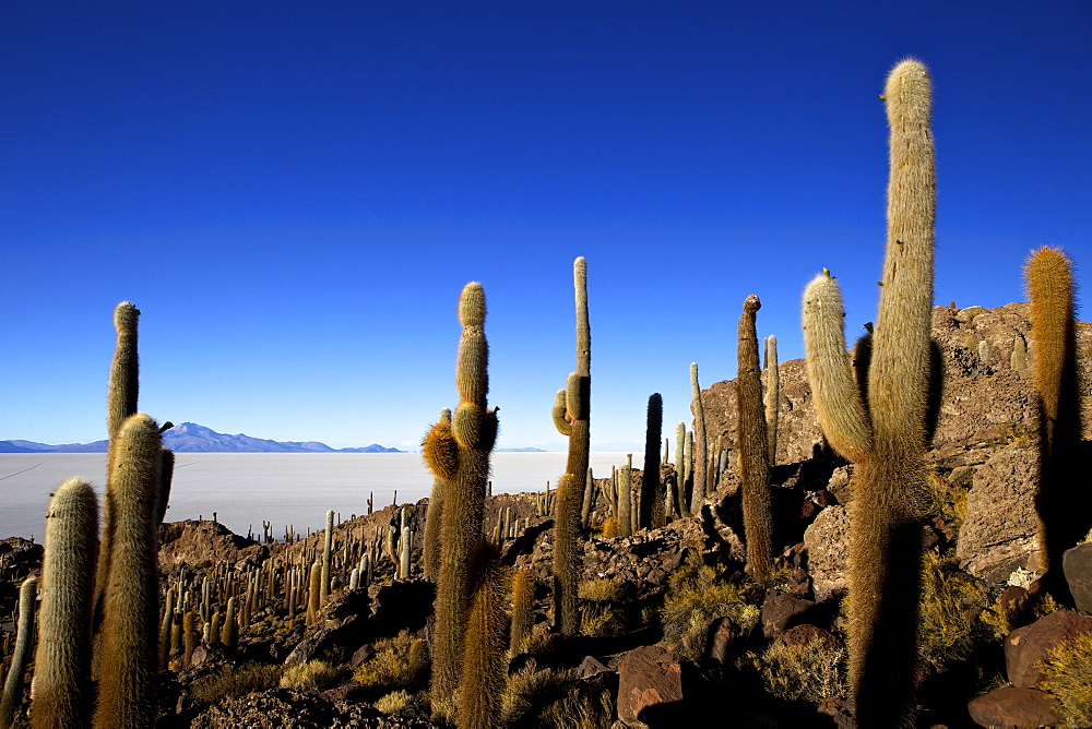 Cacti on Isla de los Pescadores and the salt flats of Salar de Uyuni, Southwest Highlands, Bolivia, South America