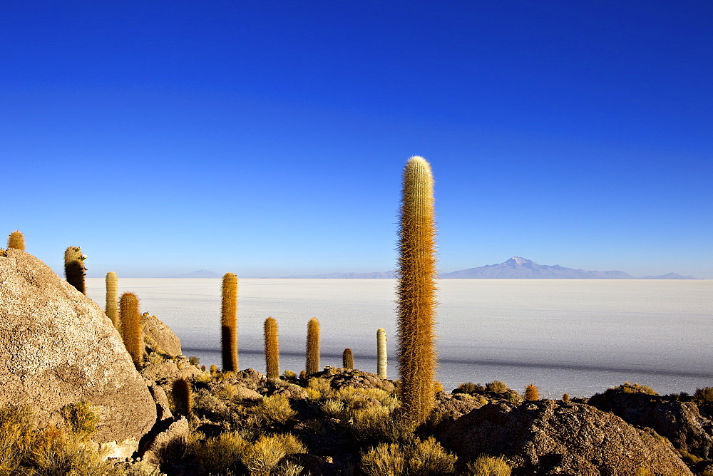 Cacti on Isla de los Pescadores, Mount Tunupa and salt flats Salar de Uyuni, Southwest Highlands, Bolivia, South America