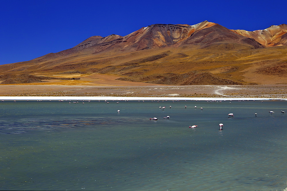 Flamingos on Laguna Canapa, South Lipez, Southwest Highlands, Bolivia, South America