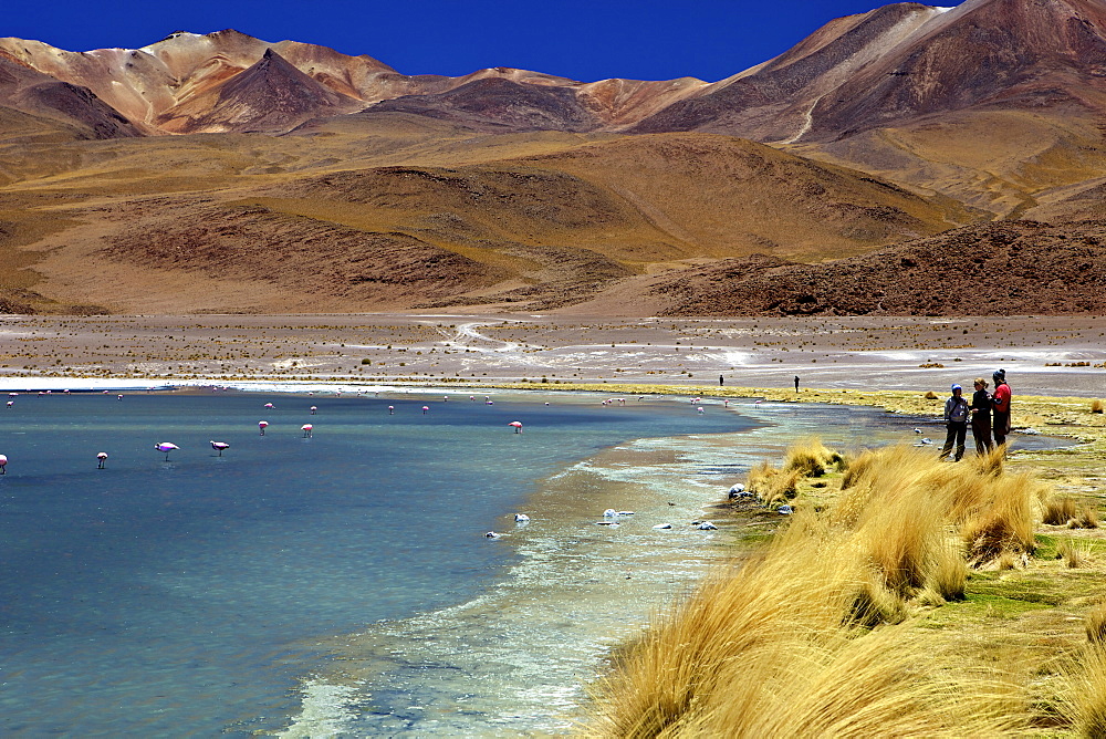 Laguna Canapa, South Lipez, Southwest Highlands, Bolivia, South America