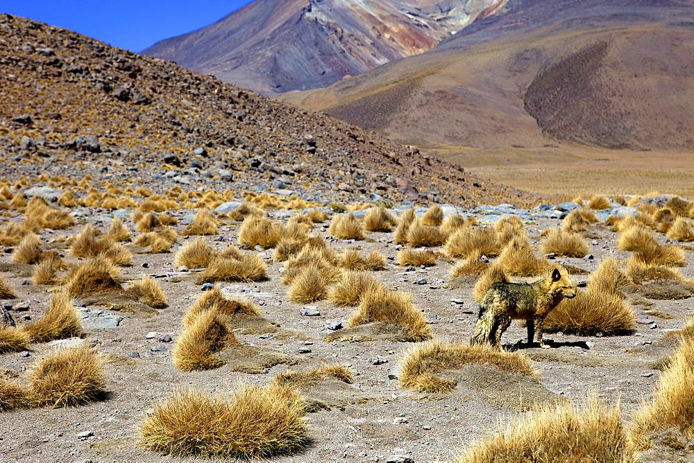 Wild fox near the shore of the Laguna Canapa, Southwest Highlands, Bolivia, South America