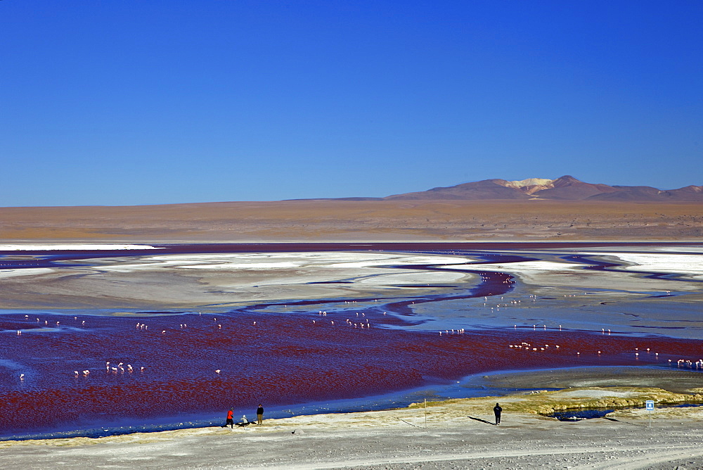 Flamingos on Laguna Colorada (Red Lagoon), Eduardo Avaroa Andean Fauna National Reserve, Southwest Highlands, Bolivia, South America