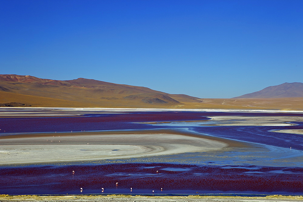 Laguna Colorada (Red Lagoon), a shallow salt lake in the southwest of the altiplano, Eduardo Avaroa Andean Fauna National Reserve, Bolivia, South America