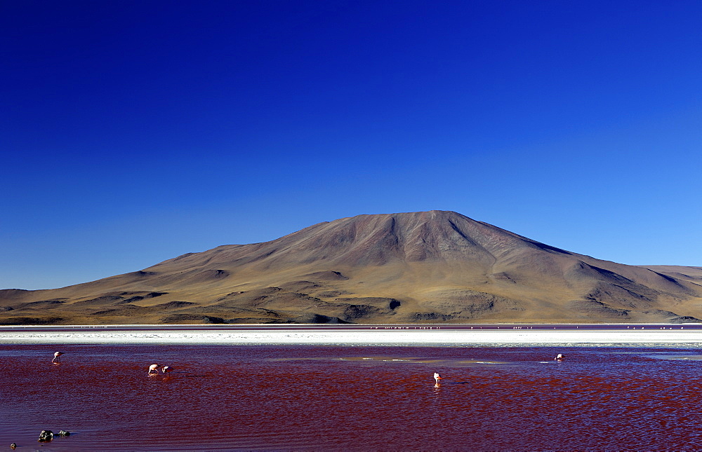 Flamingos on Laguna Colorada (Red Lagoon), Eduardo Avaroa Andean Fauna National Reserve, Southwest Highlands, Bolivia, South America