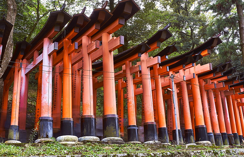 Red wooden Torii Gates at Fushimi Inari Shrine, Kyoto, Japan, Asia