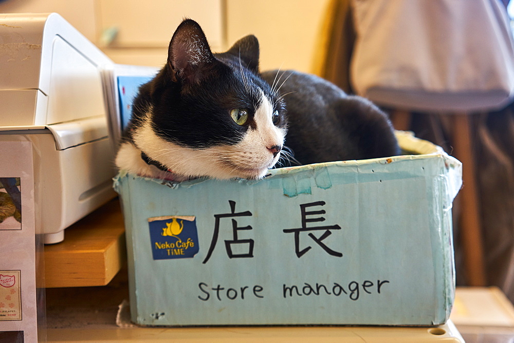 Cat sitting in a box in a Japanese cat cafe, Kyoto, Japan, Asia