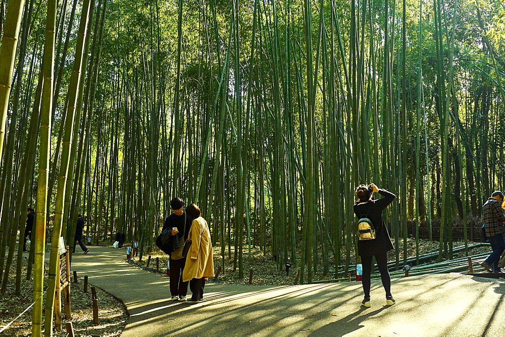 Sagano Bamboo Forest in Arashiyama, Kyoto, Japan, Asia