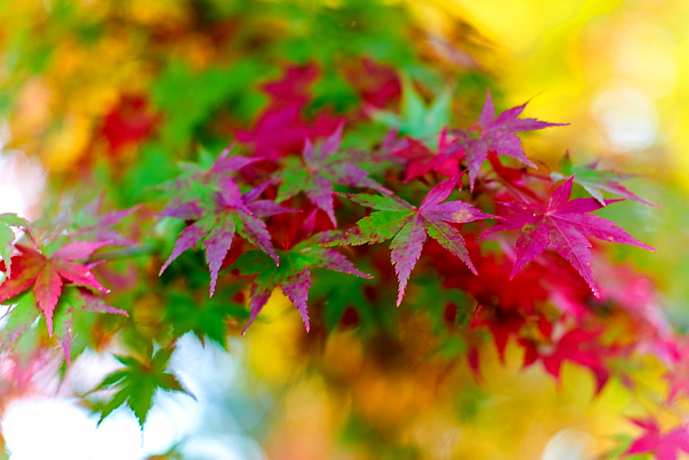 Japanese maple tree changing colour in autumn at Eikando temple in Kyoto, Japan, Asia