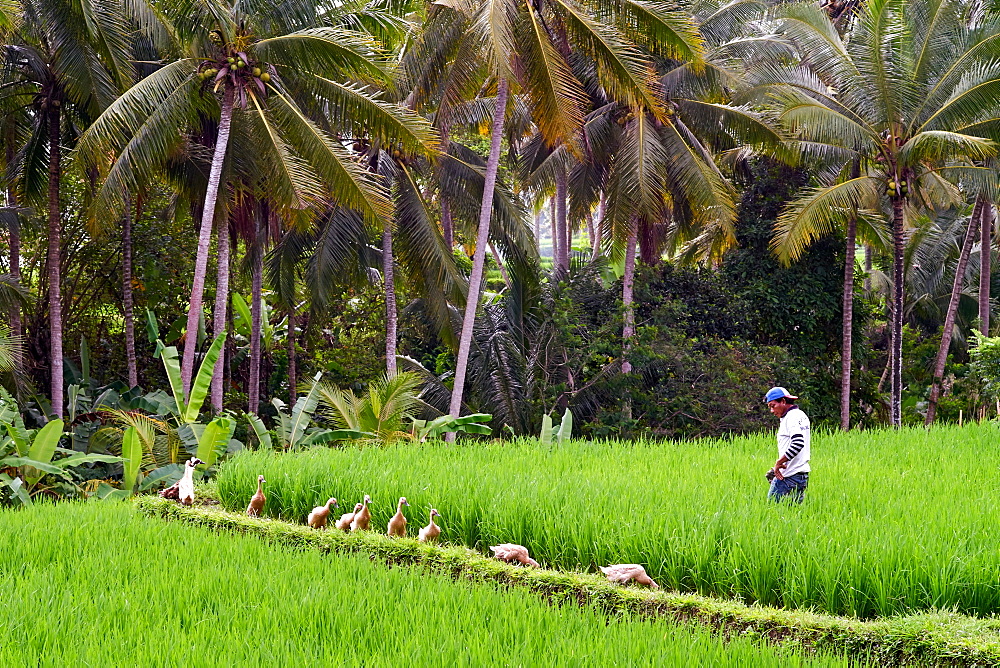 Green rice fields on the Sari Organic Walk in Ubud, Bali, Indonesia, Southeast Asia, Asia