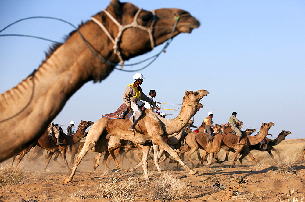 Camel race during the Desert Festival, Jaisalmer, India