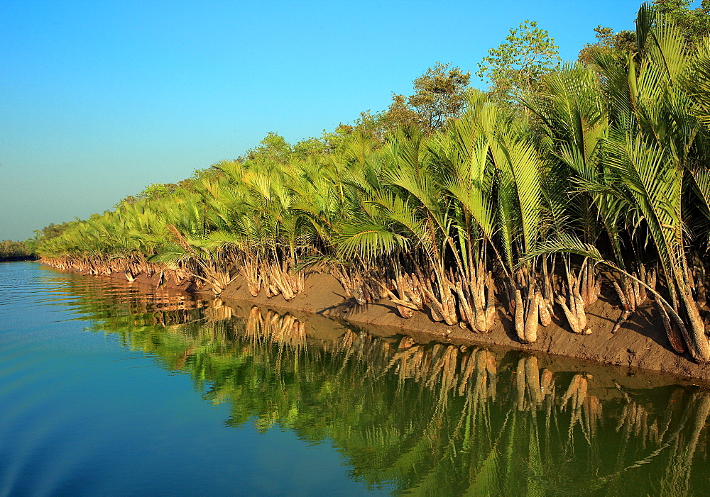 napha plam tree in sundarban. The Sundarbans, a UNESCO World Heritage Site and a wildlife sanctuary, Sundarbans, Khulna, Bangladesh