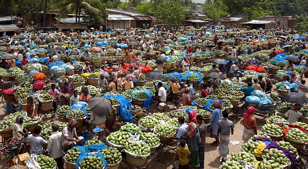 A whole sale mango market at Rajshahi, India