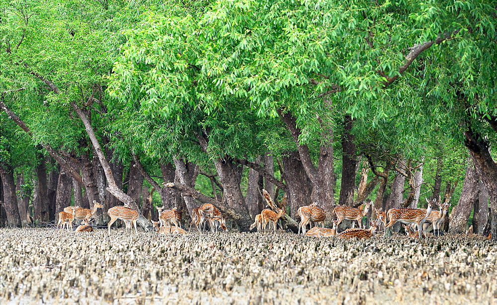 Spotted deer at the Sundarbans, a UNESCO World Heritage Site and a wildlife sanctuary, Sundarbans, Khulna, Bangladesh