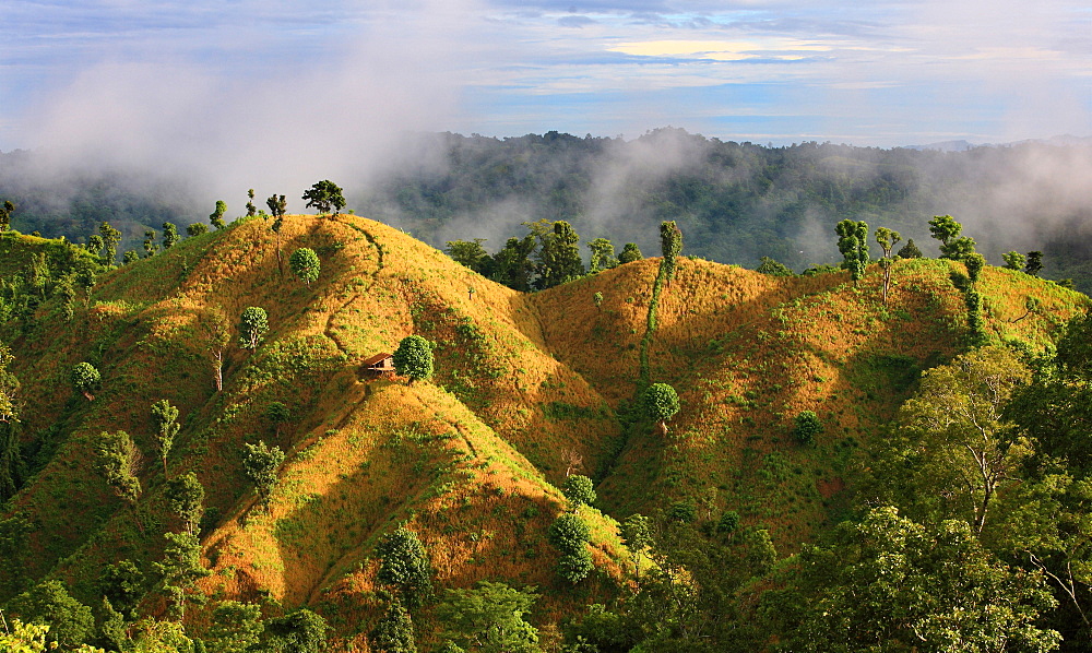 Zoom cultivation paddy field, Bandarban, Bangladesh